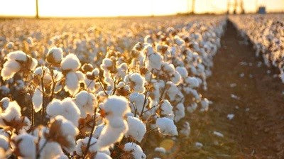 What Is Egyptian Cotton Field at Sunset