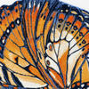 Tangerine (614) swatch