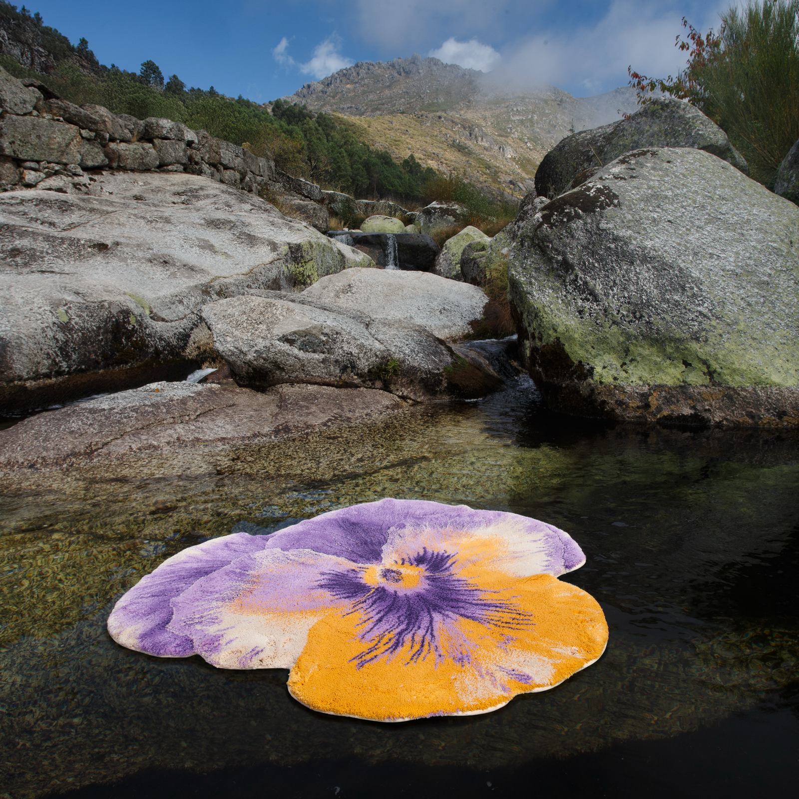 A Pansy...