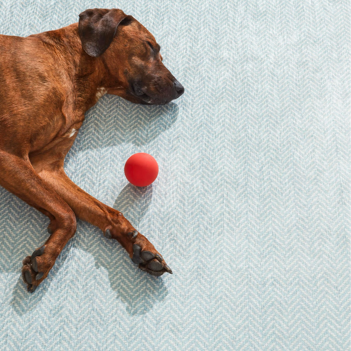 Dog Lying on Swedish Blue Pine Cone Hill Herringbone Machine Washable Rug