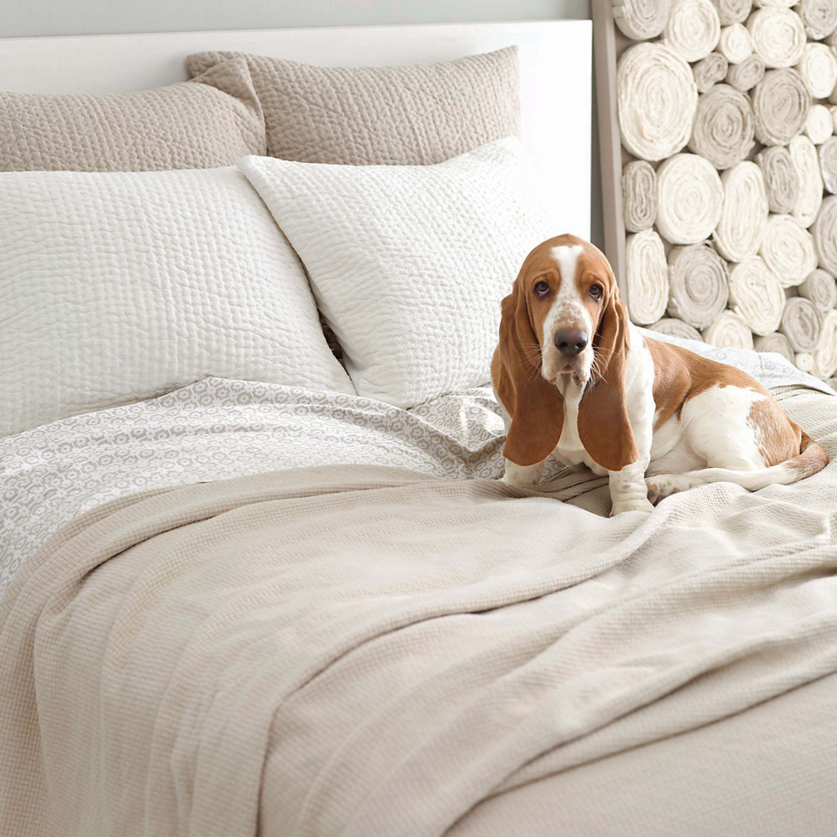 Dog on a Bed with Sand Pine Cone Hill Interlaken Matelassé Coverlet &amp; Shams